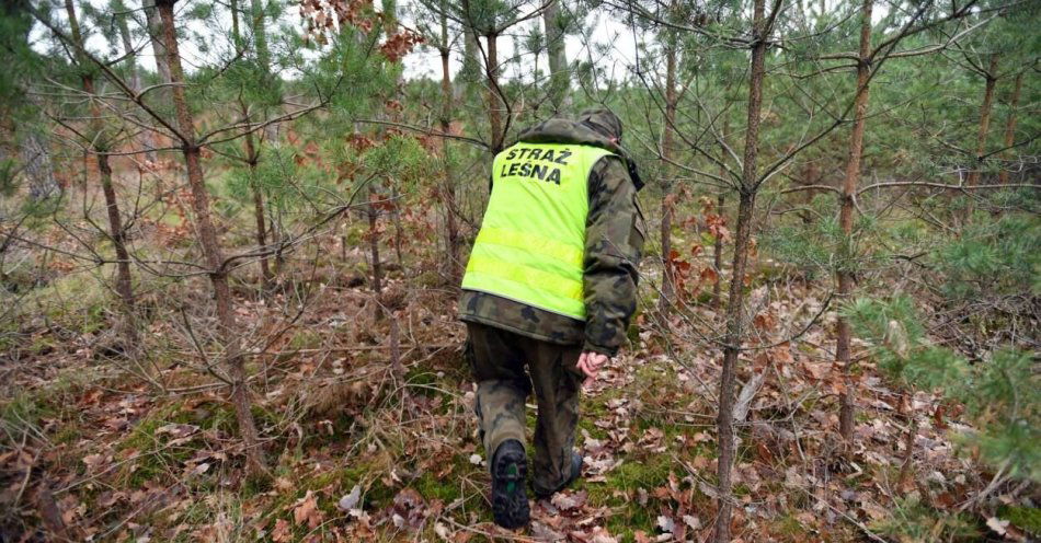 zdjęcie: Wspólna akcja leśników i m.in. policji przeciwko złodziejom stroiszu / fot. PAP