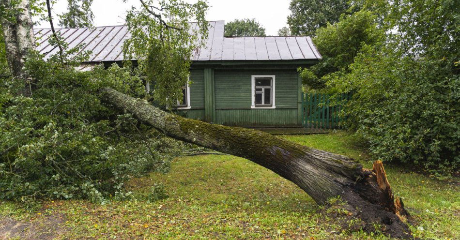 zdjęcie: Silny wiatr powoduje tyle szkód, że strażacy nie nadążają z ich usuwaniem / v25060651