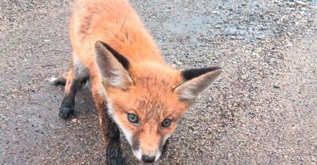 Mały, wystraszony lisek wbiegał pod koła samochodów - z pomocą przyszli policjanci