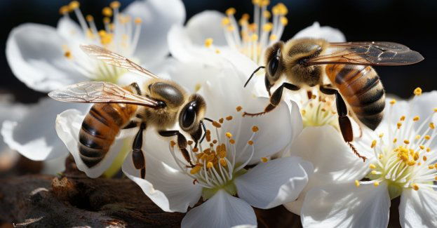 Czy pszczoły ogrzewają ul? Po co pszczołom miód i pierzga? Jakie zadania ma woszczarka?  Zaproszenie do udziału w warsztatach pszczelarskich