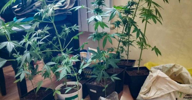 Policjanci przejęli narkotyki o czarnorynkowej wartości prawie 50 tysięcy złotych