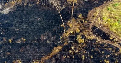 Eksperci: przez zmiany klimatu sezon pożarowy w lasach jest dłuższy, a pożary większe