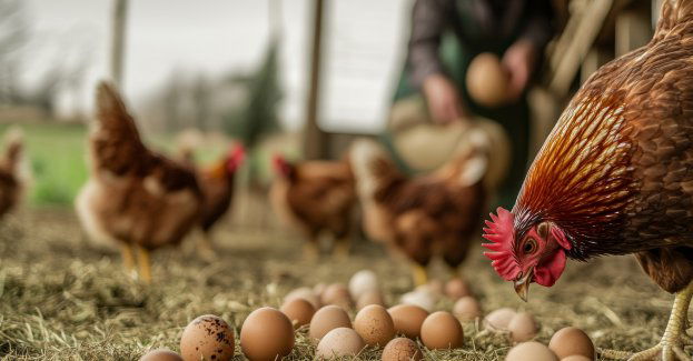 Według drobiarzy w najbliższych miesiącach ceny jaj mogą wzrosnąć