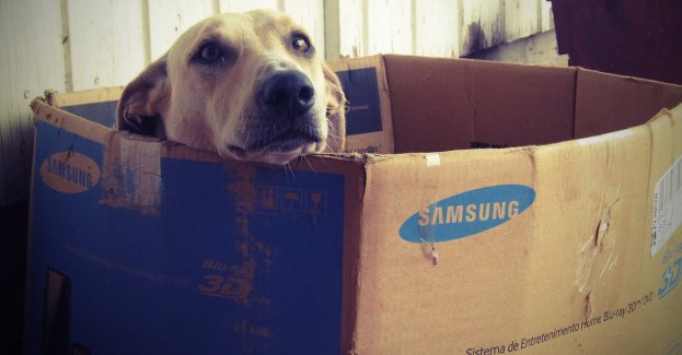 52-latek z zarzutami znęcania się nad dziewięcioma psami