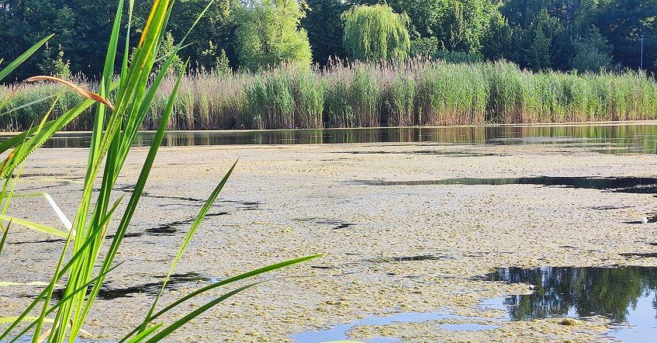 zdjęcie: Oczyszczamy Jezioro Długie / fot. nadesłane