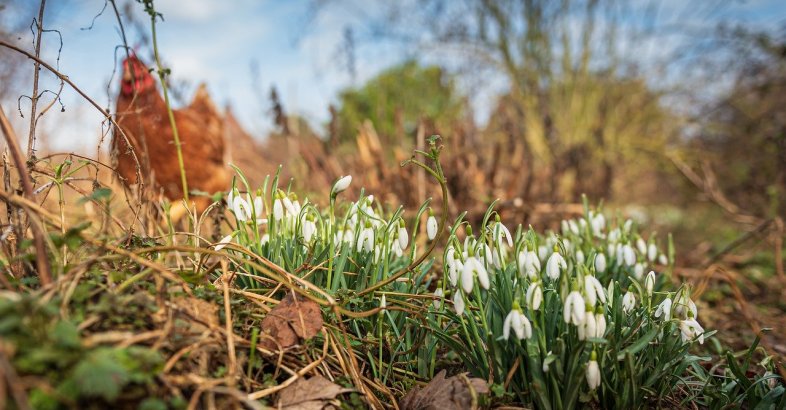 zdjęcie: Wiosna coraz bliżej? Prognoza pogody na najbliższe dni / pixabay/4833019
