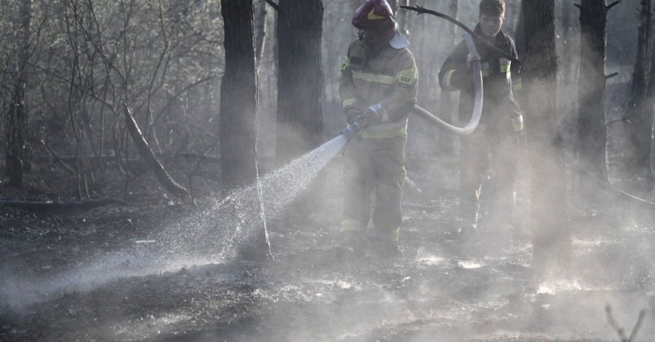 zdjęcie: Pożar lasu w Prośnie mógł być spowodowany przez człowieka / fot. PAP