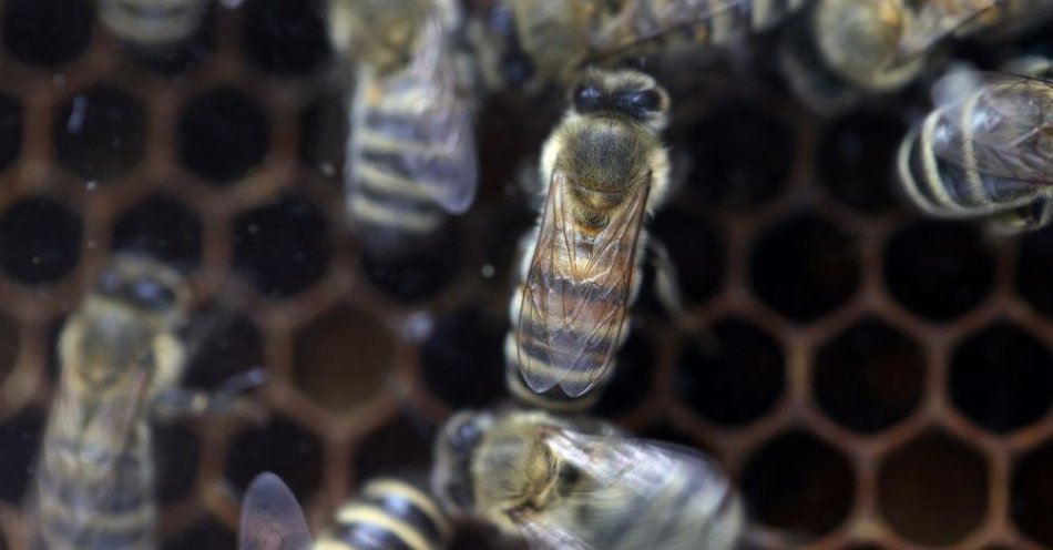 zdjęcie: Coraz więcej pszczół w Polsce - ich wartość, jako zapylaczy dla ekosystemu, to ok. 5 mld zł / fot. PAP