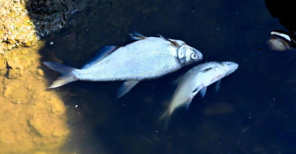 zdjęcie: śnięcie ryb na Nerze wywołała najprawdopodobniej tzw. przyducha / fot. PAP