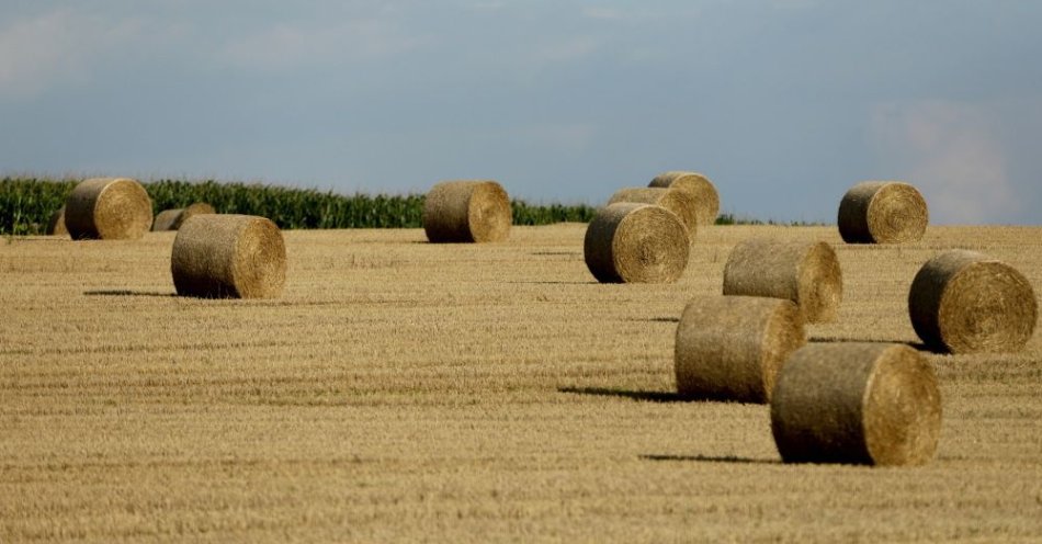 zdjęcie: Zbiory zbóż zbliżone do rekordowych / fot. PAP