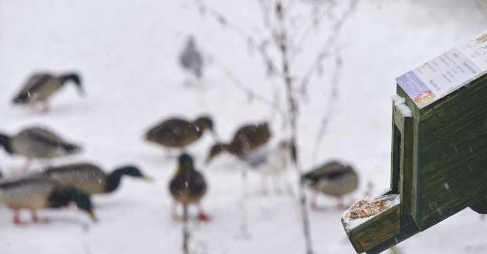 zdjęcie: W Krakowie kaczkomaty z bezpłatną karmą przy zbiornikach wodnych / fot. PAP