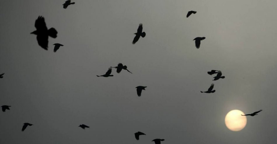 zdjęcie: Naukowcy zwracają uwagę na problem ptaków, które giną w sylwestrową noc / fot. PAP