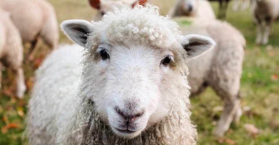 zdjęcie: Podhale/ Sezon pasterski uroczyście zainaugurowany; owce poświęcone / pixabay/1985088