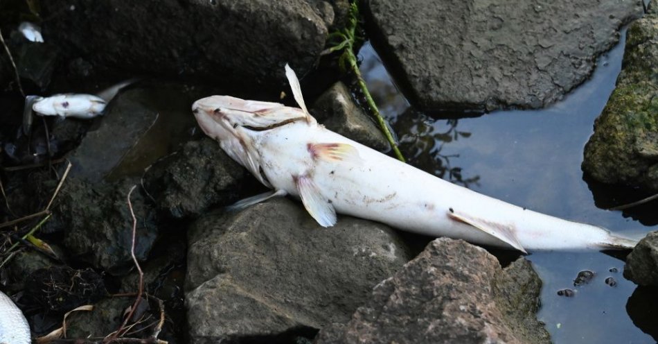 zdjęcie: śnięte ryby w Jeziorze Kowalskim, trwa wyjaśnianie przyczyn / fot. PAP