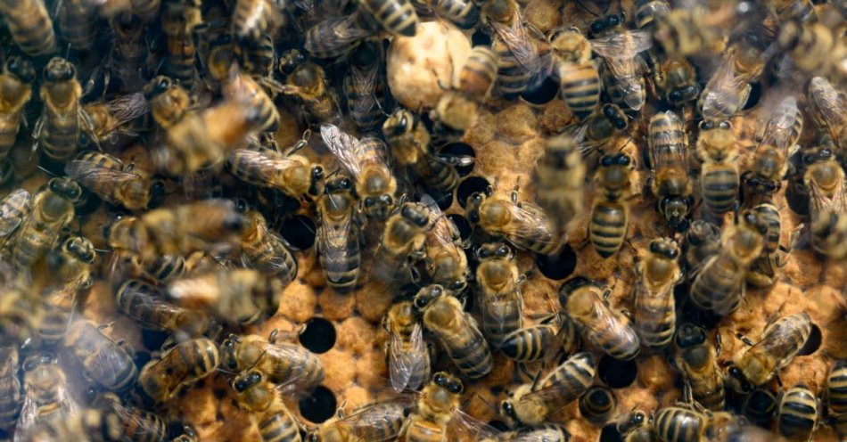 zdjęcie: Populacje pszczół zagrożone falami upałów nie mniej niż ludzie / fot. PAP