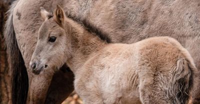 W stacji badawczej PAN w Popielnie będzie można zobaczyć koniki polskie