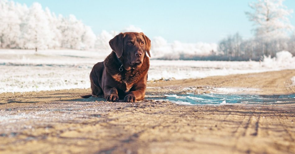 zdjęcie: Ocena temperatury u psów: jak rozpoznać, kiedy jest im za zimno? / pixabay/3665825