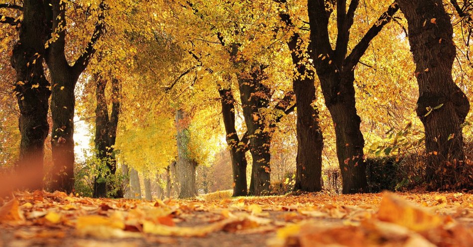 zdjęcie: Wraca polska złota jesień, w sobotę na południu rekordy ciepła / pixabay/1789120
