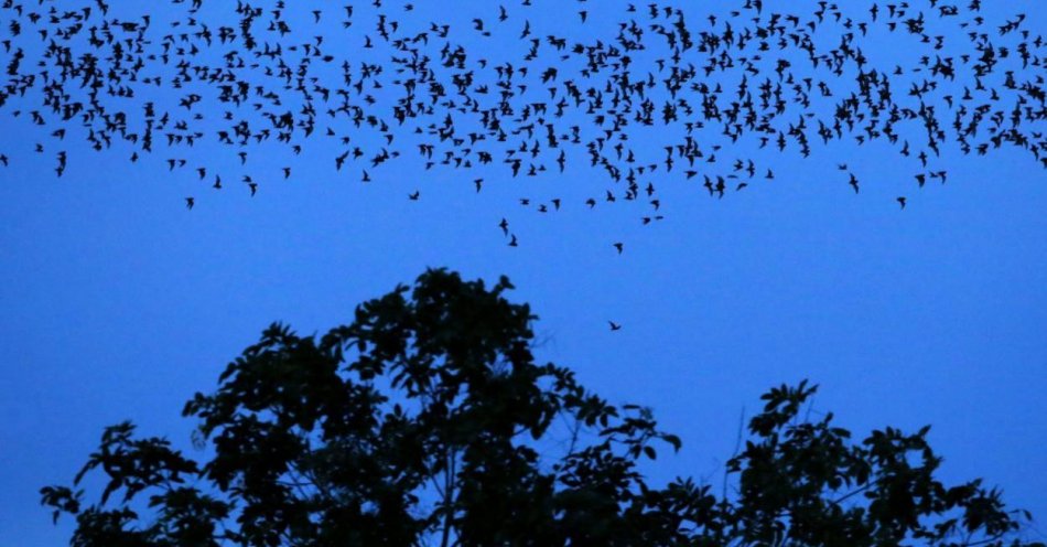 zdjęcie: Trwają migracje nietoperzy, lecą na zimowiska także nad autostradą A2 / fot. PAP