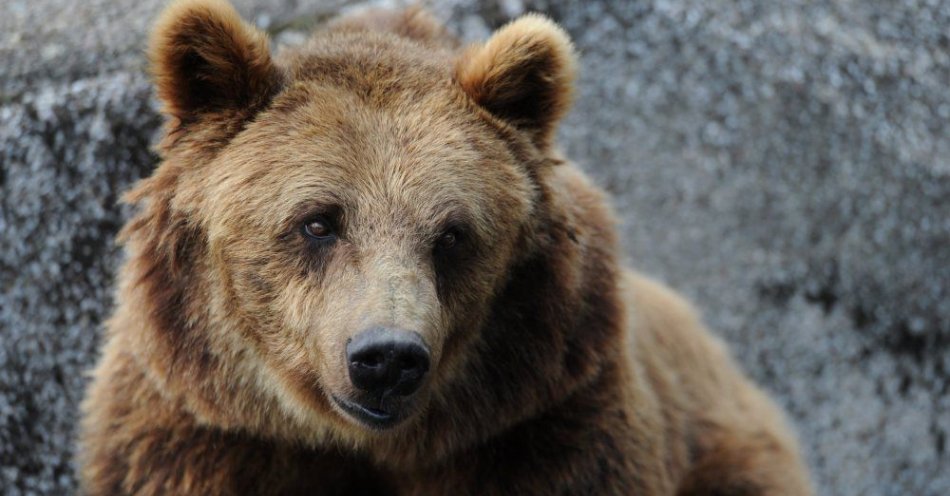zdjęcie: Niedźwiedzie jeszcze bardzo aktywne; są widywane przez grzybiarzy i turystów / fot. PAP