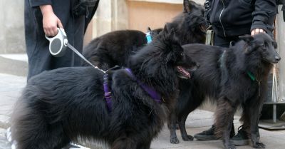 Nie pilnował psów oraz nie zaszczepił ich. Decyzją sądu musi zapłacić grzywnę