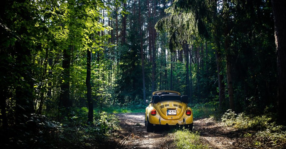 zdjęcie: Seniorka pojechała na grzyby i zabłądziła w lesie - nie mogła znaleźć auta / pixabay/4944587