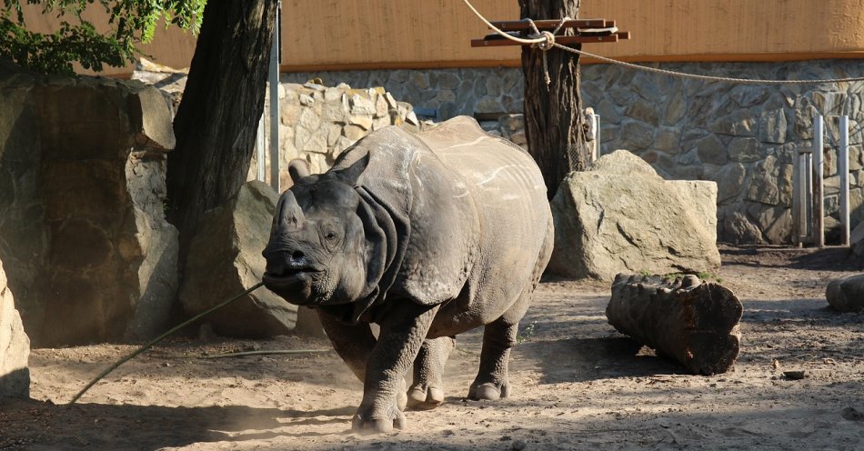 zdjęcie: Nie udało się uratować Diuny; nosorożec był symbolem poznańskiego Zoo / pixabay/4668665