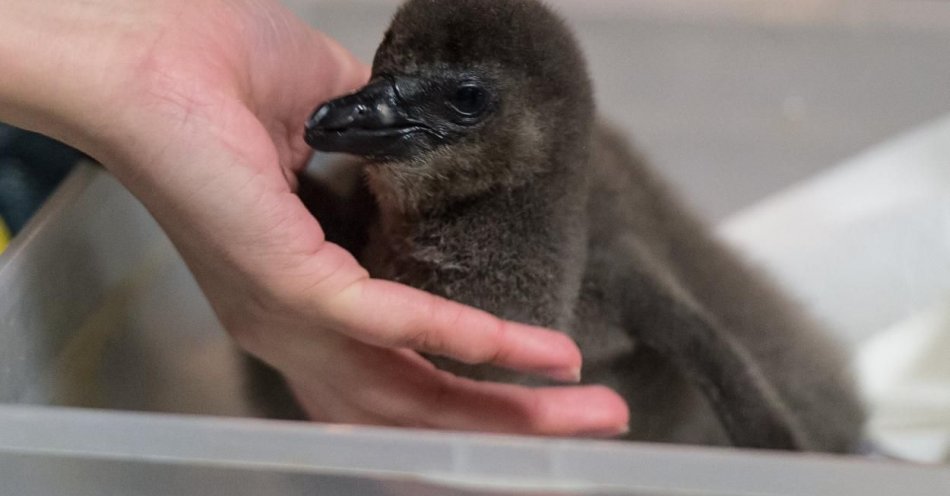 zdjęcie: W Gdańskim Ogrodzie Zoologicznym urodziło się piętnaście pingwinów przylądkowych / fot. PAP