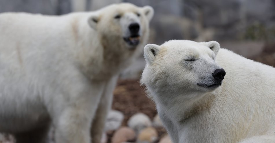 zdjęcie: Stołeczny ogród zoologiczny zaprasza na 13. urodziny niedźwiedzi polarnych, Gregora i Aleuta / pixabay/7298095