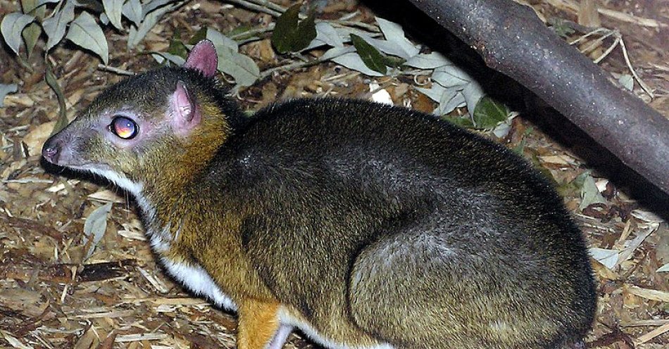 zdjęcie: Kolejny myszojeleń urodził się w stołecznym Zoo / Wikimedia Commons