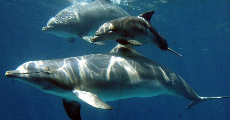 zdjęcie: Naukowcy odkryli ciekawą zdolność delfinów. Okazało się, że ssaki te ziewają pod wodą / fot. PAP