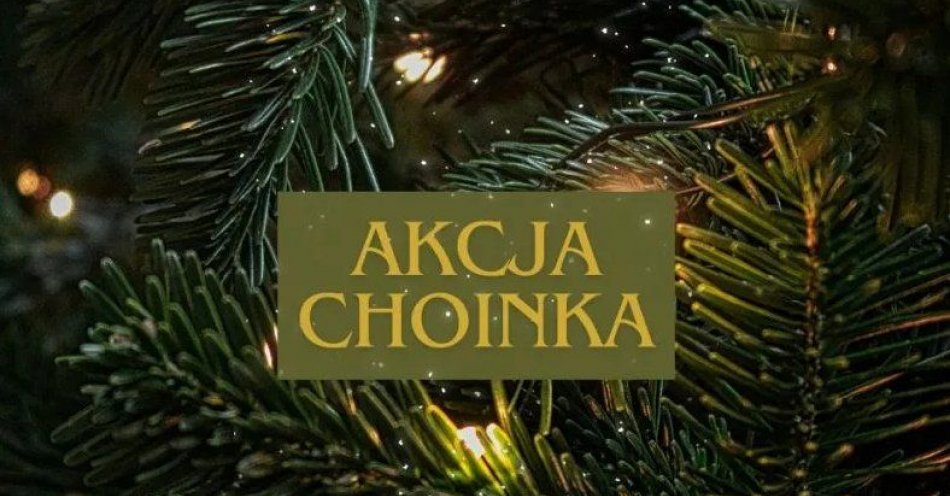zdjęcie: Daj drugie życie świątecznemu drzewku, a cięte przekaż MPO / fot. UM Kraków / Fot. ZZM