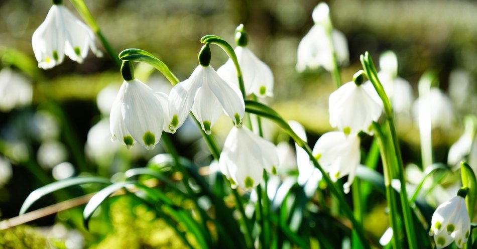 zdjęcie: Wiosna zaczyna się w Olsztynie - tu Kopernik wyznaczył dzień równonocy wiosennej / pixabay/275367