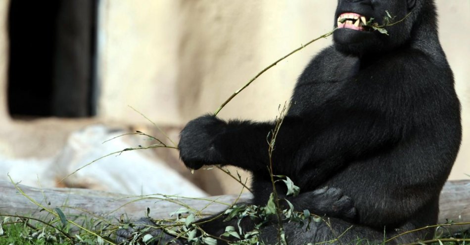 zdjęcie: Stołeczne zoo apeluje, by nie wrzucać niczego na wybiegi zwierząt / fot. PAP