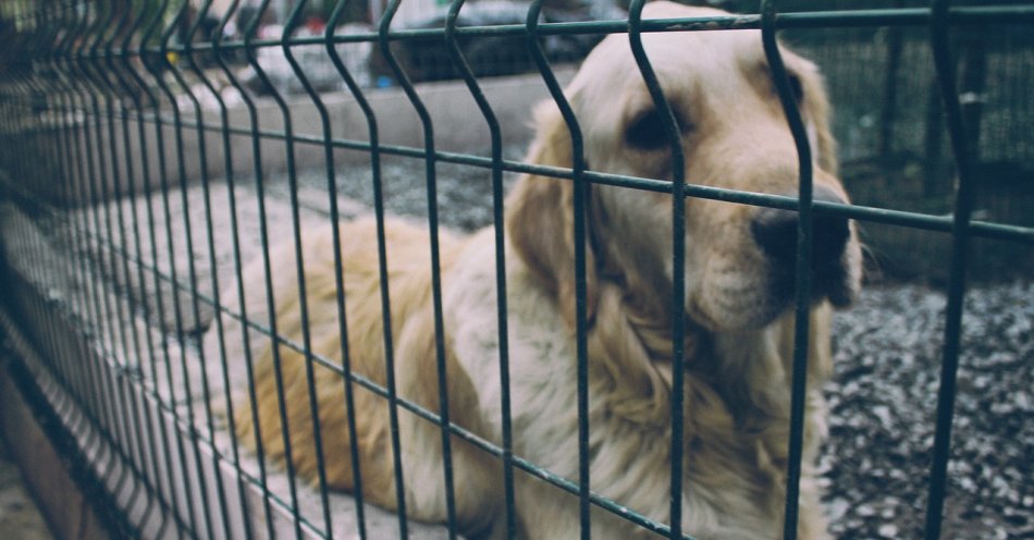 zdjęcie: Więzienie w zawieszeniu i zakazy hodowli za znęcanie się nad psami / pixabay/1057216