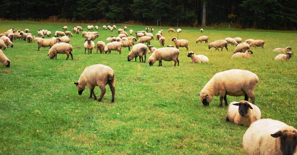 zdjęcie: Bacowie uroczyście rozpoczęli sezon pasterski w Ludźmierzu / pixabay/274574