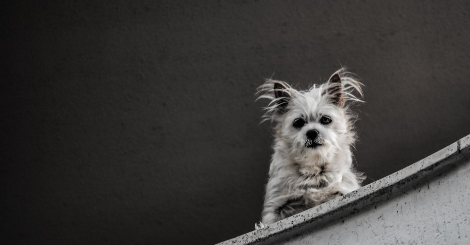 zdjęcie: Proces odwoławczy 49-latka za wyrzucenie psa przez balkon / pixabay/4049130