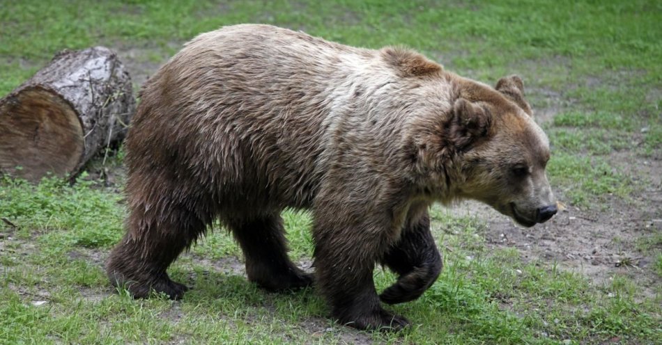 zdjęcie: Niedźwiedź chodzi po wsi Bykowce, gmina ostrzega mieszkańców / fot. PAP