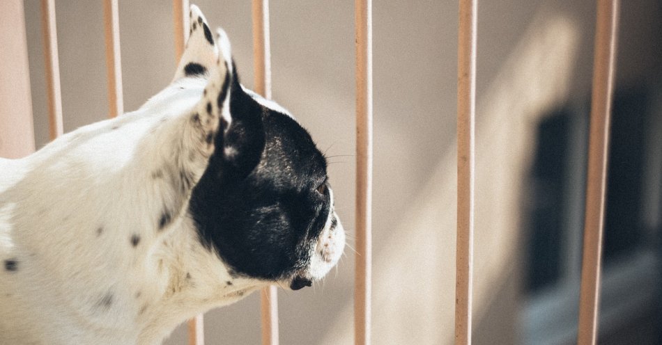 zdjęcie: Proces odwoławczy oskarżonej o wyrzucenie psa przez balkon / pixabay/2939709