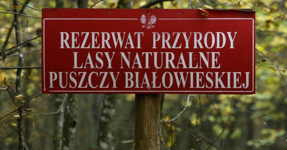 zdjęcie: Straż Graniczna ma być włączona w zarządzanie Puszczą Białowieską jako obiektem UNESCO / fot. PAP