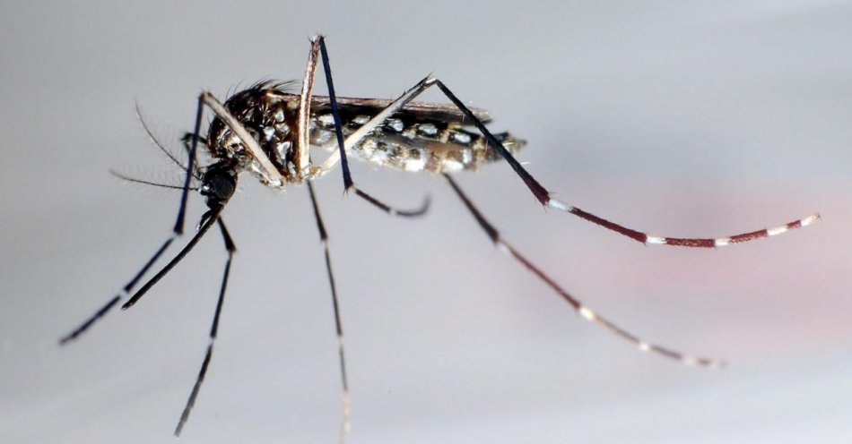 zdjęcie: Komary, choć nieznośne i czasem niebezpieczne dla ludzi, są potrzebne w przyrodzie / fot. PAP