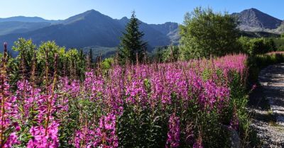 Hala Gąsienicowa tonie w różu, bo zakwitła wierzbówka kiprzyca