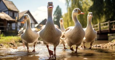 Sportowa gęś- gęsinowy konkurs plastyczny