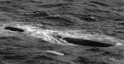 13 stycznia 1993 – ostatni rejs promu „Jan Heweliusz”. 5 listopada premiera serialu inspirowanego najtragiczniejszą katastrofą morską w powojennej Pol