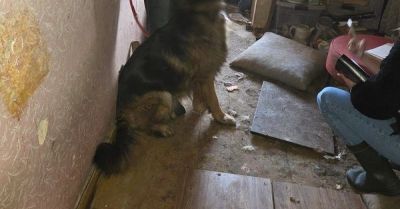 Dwa owczarki niemieckie w skrajnych warunkach. Interwencja policji