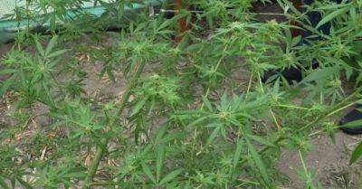 Policja z Kietrza zlikwidowała szklarnię z konopiami