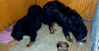 Policjanci z Bolkowa uratowali dwa berneńczyki przy S3