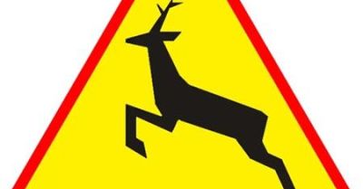 Niebezpieczne spotkania z łosiami na drogach powiatu