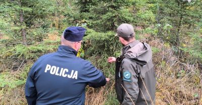 Kupuj choinki tylko z legalnego źródła i unikaj konsekwencji prawnych