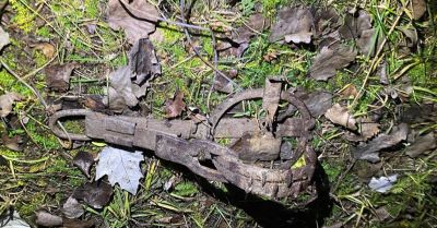 Lis uwięziony w żelazie uratowany przez policję i strażaków